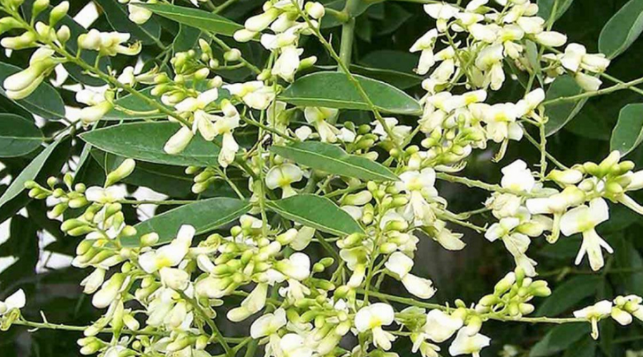 Điểm danh các thảo dược là khắc tinh của mất ngủ 4 Điểm danh các thảo dược là khắc tinh của mất ngủ 4